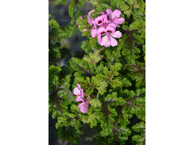 Pelargonium