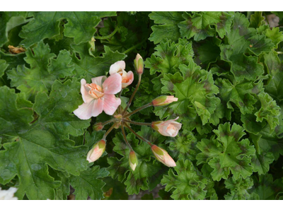 Pelargonium