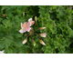 Pelargonium Rushmoor Severn