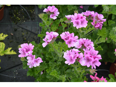 Pelargonium