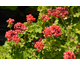 Pelargonium Brightsone