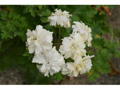 Pelargonium