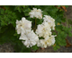 Pelargonium Rushmoor Missouri