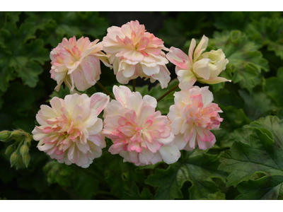 Pelargonium