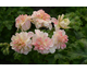 Pelargonium Rushmoor Orinoco