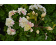 Pelargonium Rushmoor Parana