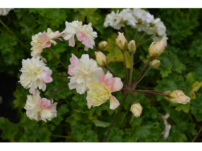 Pelargonium