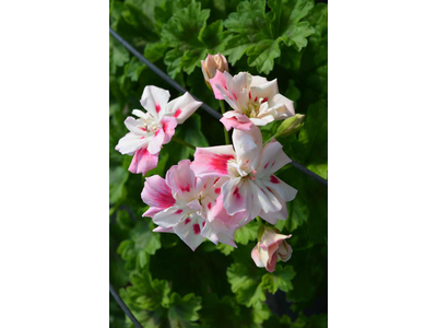 Pelargonium