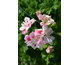 Pelargonium Unicorn Bride