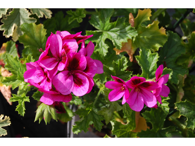 Pelargonium