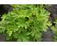 Pelargonium Citronella