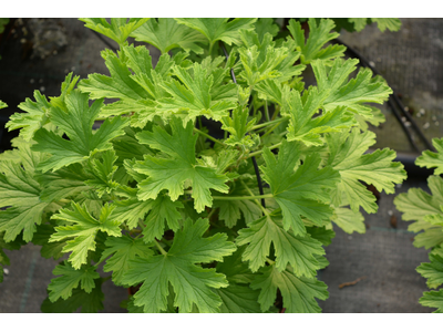 Pelargonium