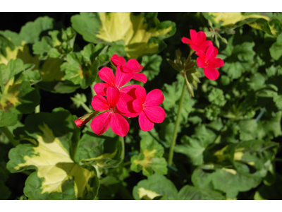 Pelargonium