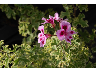 Pelargonium