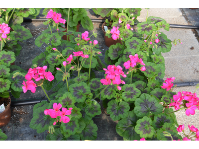 Pelargonium