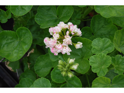 Pelargonium