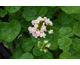 Pelargonium Appleblossom Rosebud