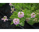 Pelargonium Attar of Roses