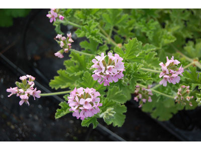 Pelargonium