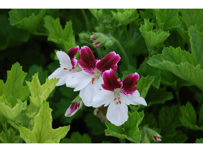 Pelargonium