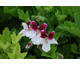 Pelargonium