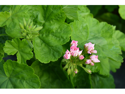 Pelargonium