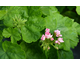 Pelargonium Australian Pink Rambler