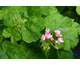 Pelargonium