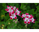 Pelargonium Beromunster