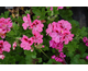 Pelargonium Brenda
