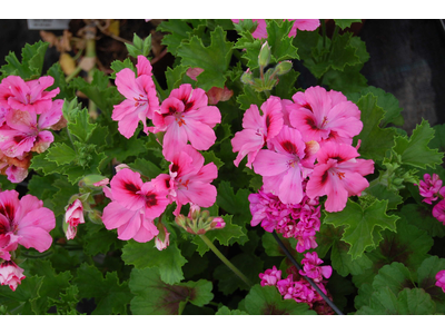Pelargonium