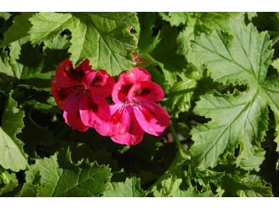 Pelargonium