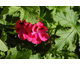 Pelargonium