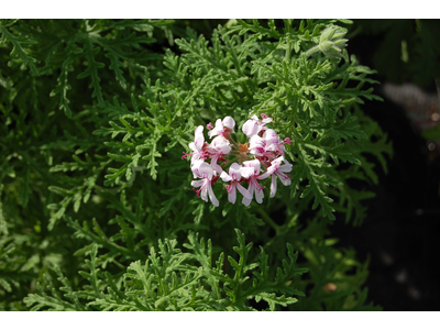 Pelargonium