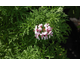 Pelargonium Candy Dancer