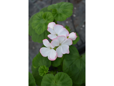 Pelargonium