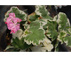 Pelargonium Chelsea Gem