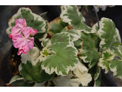 Pelargonium