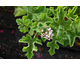 Pelargonium Chocolate Peppermint