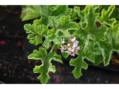 Pelargonium
