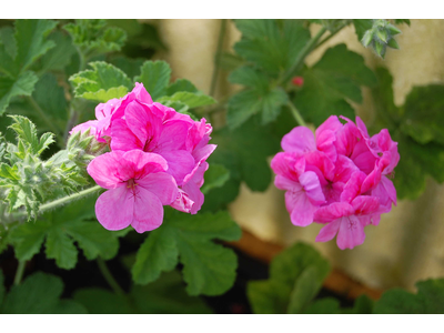 Pelargonium