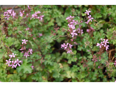 Pelargonium