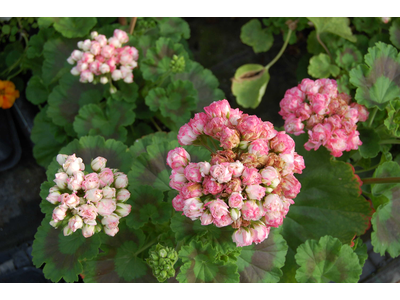 Pelargonium