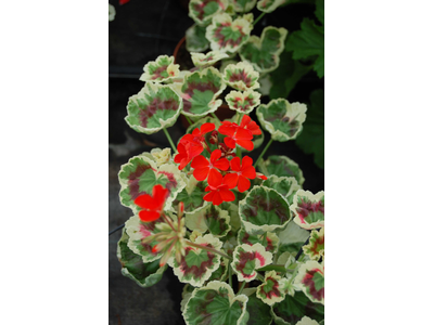 Pelargonium