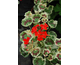 Pelargonium Dolly Varden
