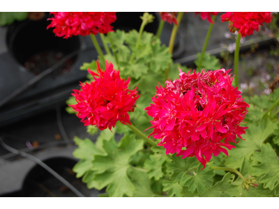 Pelargonium