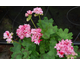 Pelargonium Faye Brawner
