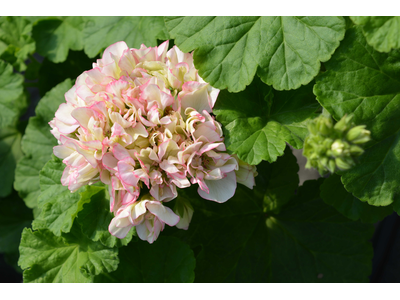 Pelargonium