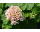 Pelargonium Fraicheur Beauty