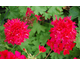 Pelargonium Frank Bolton
